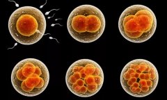 4个优胚去养囊成功高吗？移植鲜胚呢还是养囊
